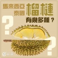 【榴槤和雞可以一齊煮？】 一文教妳學識榴槤食譜 + 常見榴槤品種 | 唔怕買錯畀人呃「山寨版貓山王」