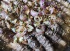 汁煮金菇牛肉卷