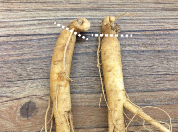 step2: 切走人蔘頂部。 (跟白線以上切走）