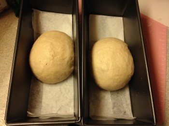 step5: 加入提子乾後再次滾圓, 放入長型焗盤內