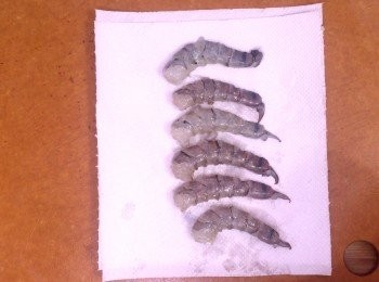 step2: 蝦去頭去殼，挑腸，之後放上廚房紙印乾水份後放入雪櫃1小時