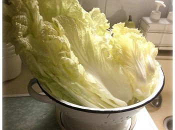 step2: 先將大白菜洗淨，再順著菜葉的大小順序排好。