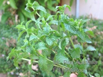 step3: 個米紙春卷:
熟蝦無殼  1碗左右啦
生菜   都係1碗左右
薄荷葉   大約12塊
Basil   都係大約12塊
米紙   6塊