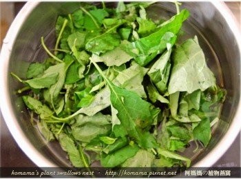 step2: 龍葵用清水洗淨後，將嫩莖葉部分入鍋川燙後撈出備用。