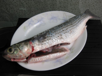 step1: 烏頭魚刮鱗、去腸（可以請魚販代勞），內外清洗乾淨。