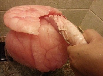 step1: 將豬肺用水喉插入灌水至豬肺內血水流走,直至豬肺變白