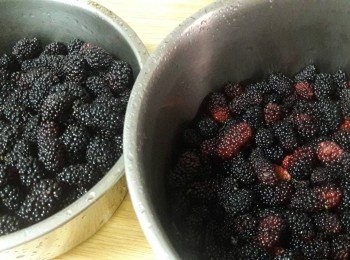 step1: 準備材料 , 桑椹洗淨 , 我只用了一半 , 挑去不新鮮的 , 再摘掉桑椹的小蒂頭