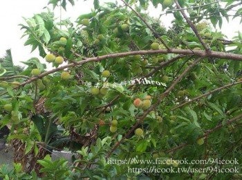 step1: 摘桃子囉~