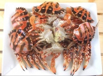 step2: 先將花蟹使用清水刷洗乾淨，然後切成大塊狀。