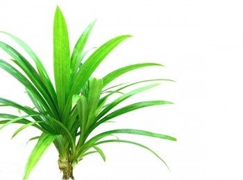 step1: 新鮮的香蘭葉