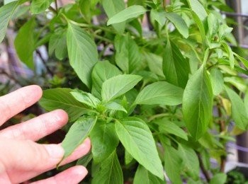 step6: 摘下自己栽種的鮮嫩9層塔