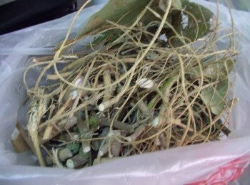 step1: 將買回狗尾草剪成小段ˊ(貼心的阿伯已經剪好囉~)