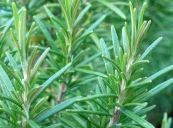 step7: 迷迭香的品種非常多ˊ最少將近10種 有分為匍匐型,半匍匐型和直立型ˊ 目前市面上能買到我們大都統稱"迷迭香"整株皆可食用ˊ 只是根莖部份纖維較粗ˊ所以料理時大都用葉子部份ˊ 一般我們料理上使用主要是去腥增加風味ˊ 就像台式料理中的蔥ˊ薑ˊ蒜一樣ˊ並不需特定品種ˊ (如果不放心或覺得有疑問可於選購時向園藝老板問清楚) 新鮮迷迭香有令人頭惱清醒ˊ心情愉悅的香氣。 同時可增強腦部功能，恢復腦部疲勞。 增強記憶力ˊ改善記憶衰退ˊ減輕頭痛症狀。 對宿醉ˊ頭昏暈眩及緊張性頭痛也有舒緩作用。 在料理中加入適當香草,不但