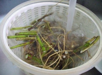 step2: 然後用水重複沖洗至狗尾草完全乾淨ˊ沒有泥沙