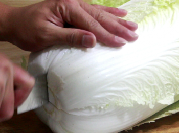 step3: 在12公分處切上十字兩刀, 順著刀切口用手慢慢分開大白菜, 盡量保留完整的葉子。待會清洗及汆燙時都不會留下太多小葉片。也減少醃漬失敗的機會。