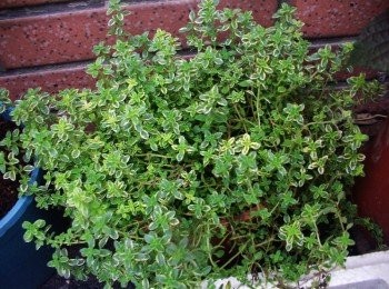 step1: (百里香介紹和運用) "百里香"的品種有一百多種ˊ 只要購買時確定為可食用品種ˊ都可拿來入菜運用ˊ 在料理運用上有"調和"作用ˊ意指能把食物中的味道拉在一起ˊ 這次使用為黃斑檸檬百里香 香氣清新淡雅ˊ聞起來柔和ˊ帶有檸檬清香。 除了可以去腥增加風味外ˊ還可泡茶ˊ 也非常適合各種肉類ˊ海鮮ˊ菇類ˊ烘焙料理。 根莖纖維粗可以煮湯ˊ醬汁ˊ葉片可用刀片略拍或用手稍為搓揉釋放香氣ˊ 拿來搭配點綴料理ˊ會有意想不到的效果。 另外根據研究ˊ百里香含有豐富的"麝香草酚" 對於消除疲勞ˊ促進消化ˊ止咳化痰ˊ殺菌防腐ˊ舒緩喉