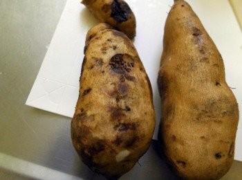 step1: 將地瓜洗淨擦乾放入碗中用大同電鍋蒸熟(外鍋一米杯水)；將的地瓜直接放入預熱後的烤箱，烤約30分~1小時就可以食用。依照個人家裡烤箱為主~所以時間請自行增或減