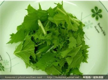 step5: 先將分切成段的水菜，鋪放在盤底。