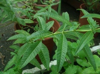 step7: "檸檬馬鞭草"拉丁文名Aloysia triphyllaˊ如照片圖ˊ 葉片有強烈檸檬香氣ˊ在食用上最常拿來做花草茶ˊ 有花草茶女王”的美譽。覺得吃太飽肚子脹氣時ˊ來壺"檸檬馬鞭草" 不但能解油膩ˊ也有幫助消化效果呦。 除了 ​​泡茶之外ˊ通常還可以做為醃漬調味ˊ如海鮮ˊ魚肉類ˊ 飲品搭配、烘焙甜點如蛋糕ˊ餅乾ˊ果凍...等也都能運用。 在功效上可清熱解毒ˊ活血通經ˊ利水消腫ˊ 對於神經系統有鬆弛的作用ˊ對抑鬱和緊張也有很好的紓解效果。 (是現代人蠻需要的香草植物) 如果喜歡檸檬清新香氣ˊ相信會非常喜歡它~