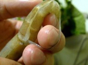 step2: 從背部剪開，至尾端，挑去黑線。剪口不要正中，偏一點為宜，以免破壞黑線