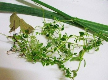 step8: 今天搭配的3種香草ˊ分別為香茅ˊ百里香ˊ月桂葉ˊ 運用上可以單獨使用ˊ也可依喜好做搭配ˊ 香茅:新鮮或乾燥後的檸檬香茅都具有宜人檸檬香味ˊ 莖葉均可製作茶飲、泡澡、點心及肉類、魚類之湯頭料理ˊ 是泰國料理ˊ東南亞中常見香料。 月桂葉:帶著類似茶香混和木香的濃烈香氣 常被拿來運用在西式的料理中，滷肉、熬煮湯的料理， 或用來做醃肉使用。最有名的「羅宋湯(Broscht soap)」 不能缺少的香料就是月桂葉。 在國外會使用新鮮的月桂葉，在台灣很難看到新鮮的。 因此購買乾的月桂月使用更方便ˊ(一般超市賣場就可以