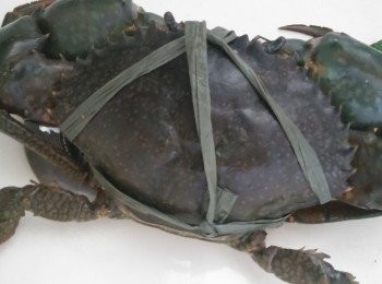 step1: 蟹用薄薄一層生粉炸一炸備用。蒜頭和乾蔥硺蓉備用。

用白鑊炒香黑胡椒,加少許油落蒜蓉,乾蔥蓉和薑片爆香後先落蟹蚶炒熱後贊少少雞湯蓋蓋幾分鐘後,再落蟹身同樣贊少許雞湯蓋蓋,落獻汁炒混後落蟹蓋贊少少酒再落雞湯蓋蓋,如覺得多汁可用生粉水埋獻。