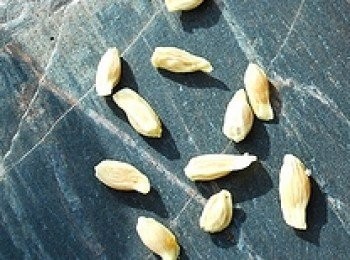 step1: 這新鮮的籽泡水2天就可以種了