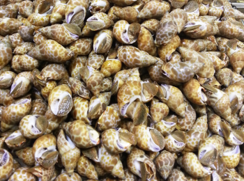 step6: 延伸：右圖為東風螺。花螺是東風螺的一種，螺身顏色淺而有棕色方斑，形體一般較細小。花螺生長在海中的沙底，屬野生螺，有季節性，產量不多，所以價格比較貴。我們常見的東風螺是泥東風螺（附圖），顏色較深，生長在淺海泥沼中，所以比較容易有環境污染，不過近年的東風螺多為養殖，污染問題應不大。花螺的價格是泥東風螺的兩倍或以上，有些食肆就用泥東風螺來做辣酒煮花螺，肉質比花螺粗糙，也沒有花螺的鮮甜，但價格較為普及。