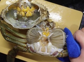 step3: 撕走蟹背既三角蓋掩，將蟹打直企，左手捉實4隻腳連身，右手捉住蟹蓋，用力撕開