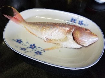 step4: 紅衫魚
