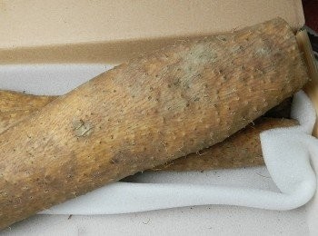 step1: 新北市的山藥不輸日本的淮山喔!