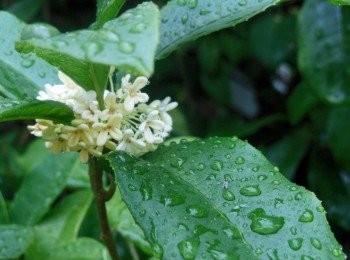 step1: 先將在樹枝上的新鮮桂花噴噴水.洗去沙塵.