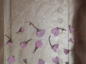 step5: 10. 焗盤墊牛油紙，將櫻花擺好(如圖)