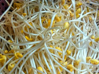 step1: 把豆芽清洗乾淨