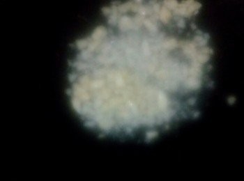 step3: 把炸好丁香魚撈起。另起鍋放入適量油，加入蒜丁炒赤赤後，加入炸好大蒜苗和丁香魚，加入鹽炒均勻即熄火取出。