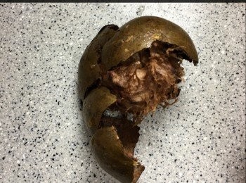 step3: 將羅漢果搣開