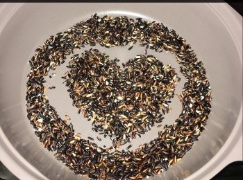 step1: 白鑊炒香黑糯米（不用洗），大約炒8-10分鐘