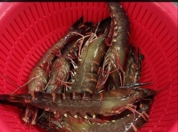 step1: 蝦洗乾淨