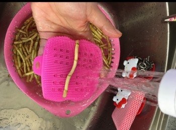 step1: 魚腥草浸洗乾淨，剪短。