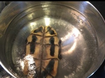 step5: 水滾落龜板