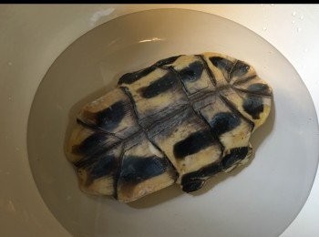 step2: 再用水浸一浸。