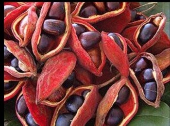 step1: 鳳眼果去紅色殻。