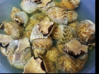 step1: 花螺洗浸乾淨!