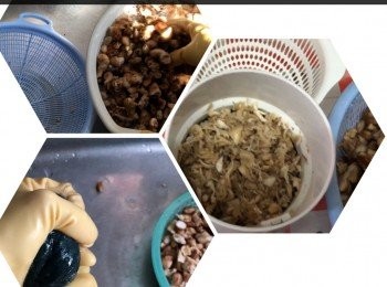 step2: 再清洗後用布包好揸干水。
放入咖啡豆攪拌器搞成絲狀。