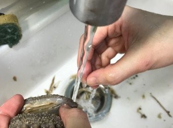 step4: 洗淨海參，底部用較剪剪開中間，用流水將海參內的腸拔走，嘴後面的沙刮走 （詳細步驟請看影片）

處理完成後，可用清水浸住放雪櫃2天，或有剩餘的可放回冰格代下次使用
