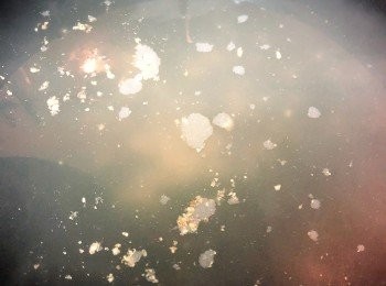 step2: 雞湯和白胡椒先放鍋內煮沸。