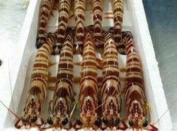 step1: 急速冷凍大明蝦【澎湖野生水產】，並洗淨，剪過長的蝦鬚，並放盤中。青蔥切珠，亨氏番茄醬【開元食品】，碗內攪拌調好比例的亨氏番茄醬２【開元食品】：水１，備用；