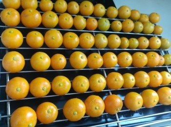 step5: 風乾一天。