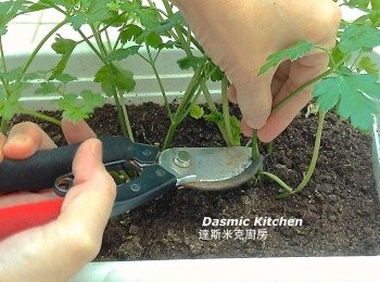 step1: A. ⟪義大利香芹⟫栽培：一盆五吋盆，將它分成3-4棵小植株（小心不要拔斷主根，以免種不成功！），種植在較大的花盆中，2-3天澆水（隨時注意花盆中乾燥情形！），直接囇到日光至少4小時，盡量不要淋到雨，