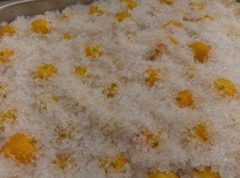 step6: 風乾後用粗鹽醃柑桔, 鹽約用一斤半，直至柑桔收水皺皮, 時間約一星期。